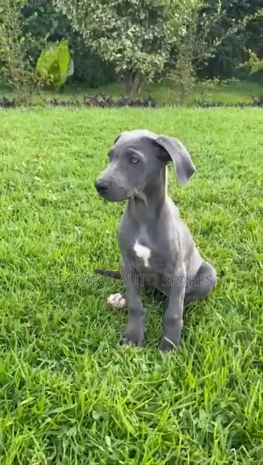 1-3 months Male Purebred Great Dane