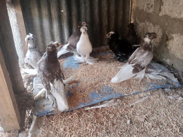 Pigeon- Shungi Flair