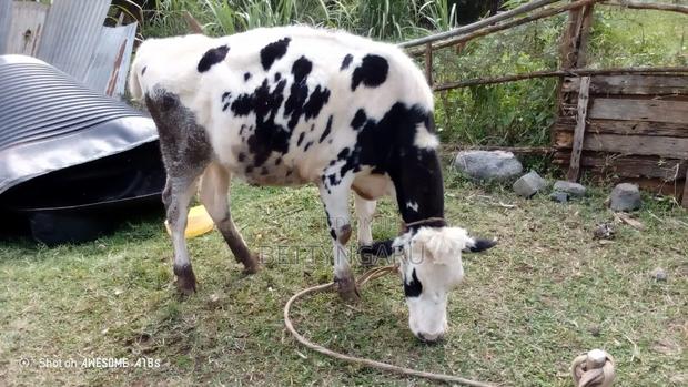 2 Year Old Heifer for Sale