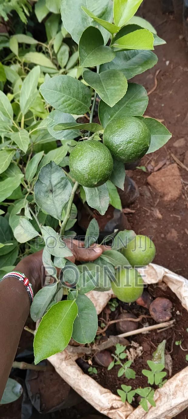 Grafted Hybrid Mayer Lemon Seedlings