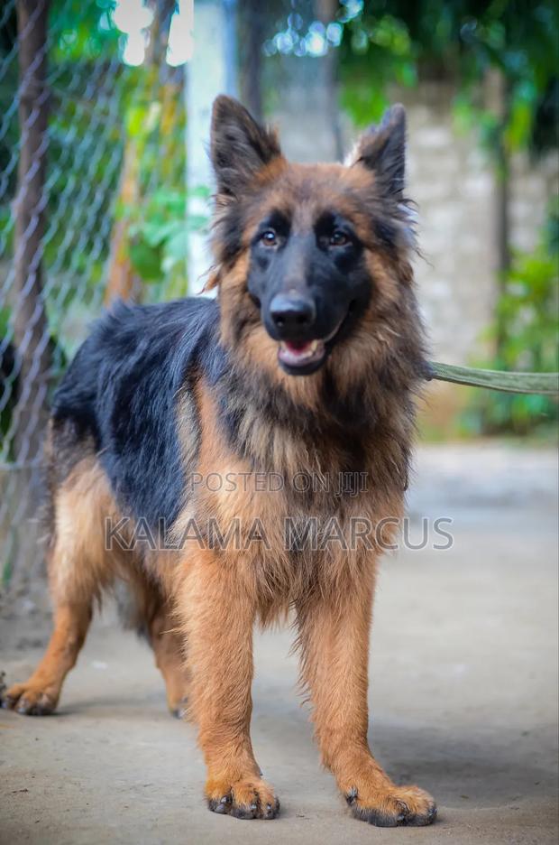 6-12 months Male Purebred German Shepherd