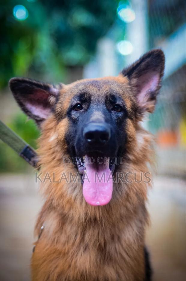 6-12 months Male Purebred German Shepherd - thumbnail 2