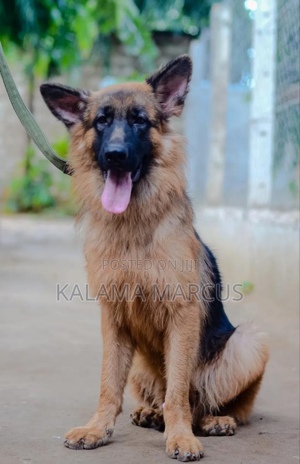 6-12 months Male Purebred German Shepherd - thumbnail 3