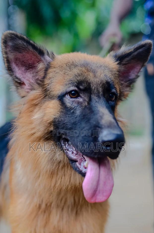 6-12 months Male Purebred German Shepherd - thumbnail 4