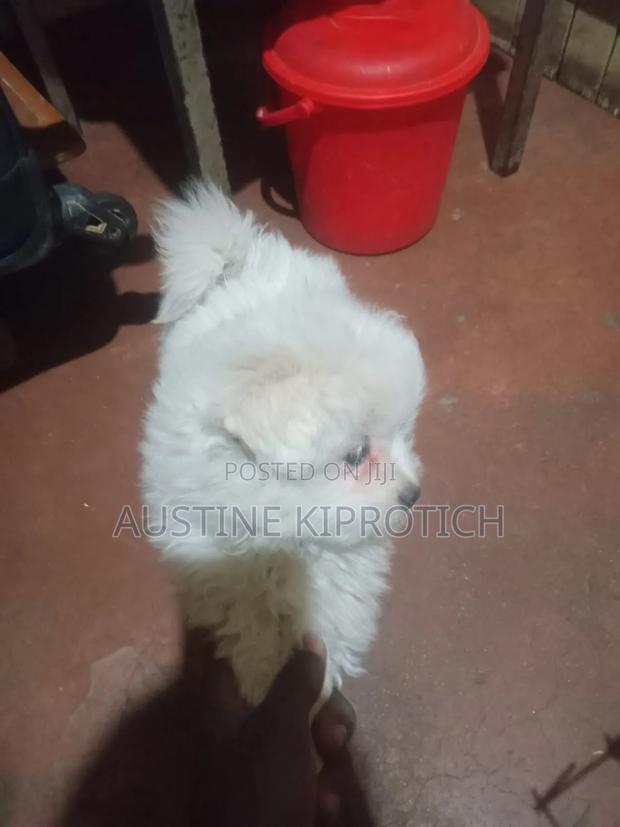 1-3 months Male Purebred Maltese
