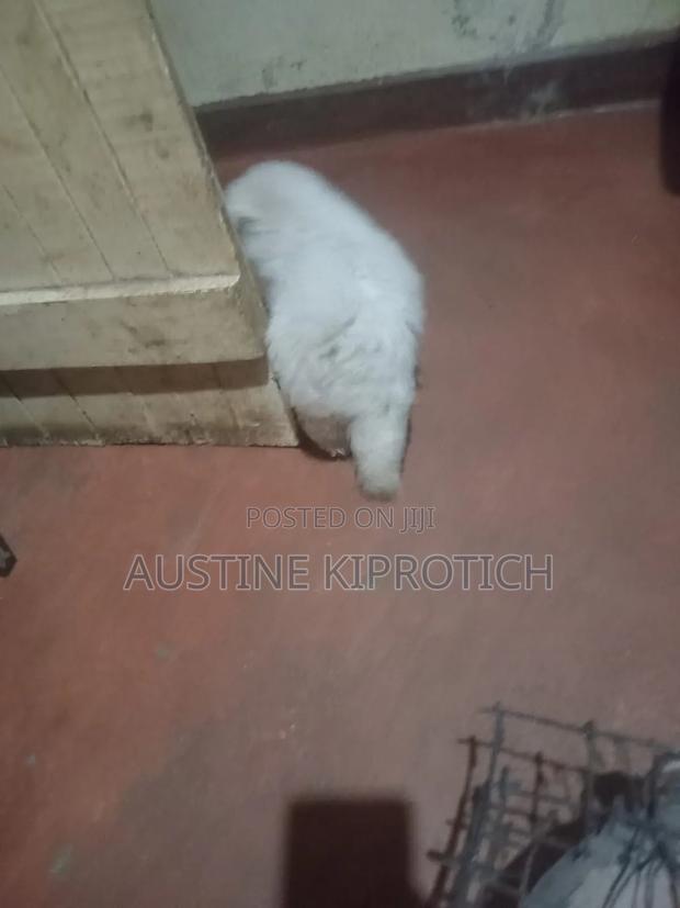1-3 months Male Purebred Maltese - thumbnail 2