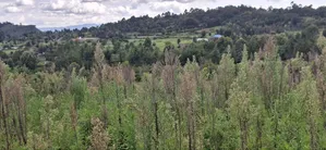 1 Acre Prime Land for Sale – Cokereria, Gilgil (Nakuru Count