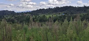 1 Acre Prime Land for Sale – Cokereria, Gilgil (Nakuru Count