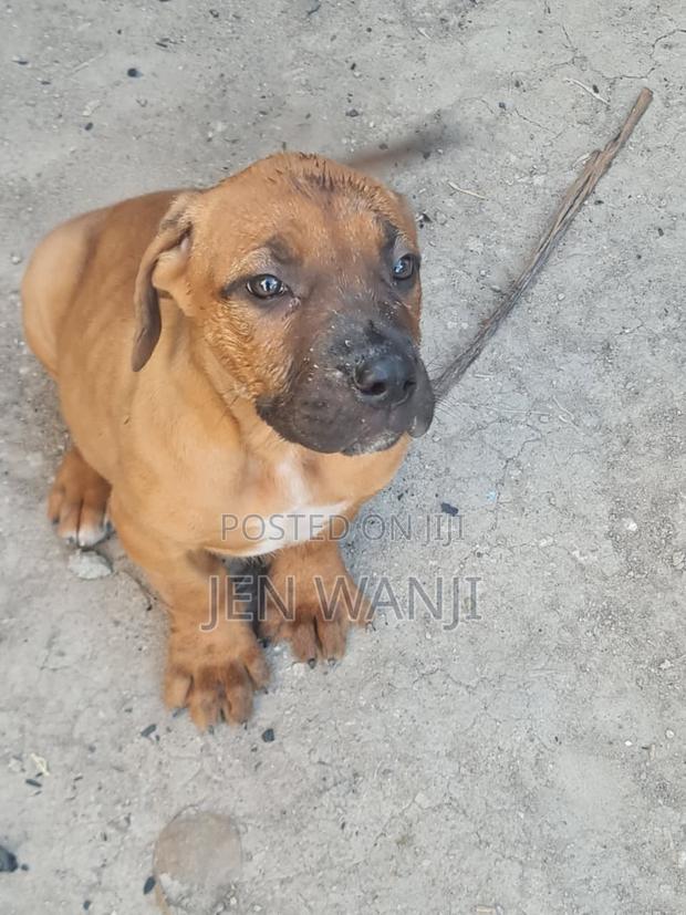 1-3 months Female Purebred Boerboel - main view