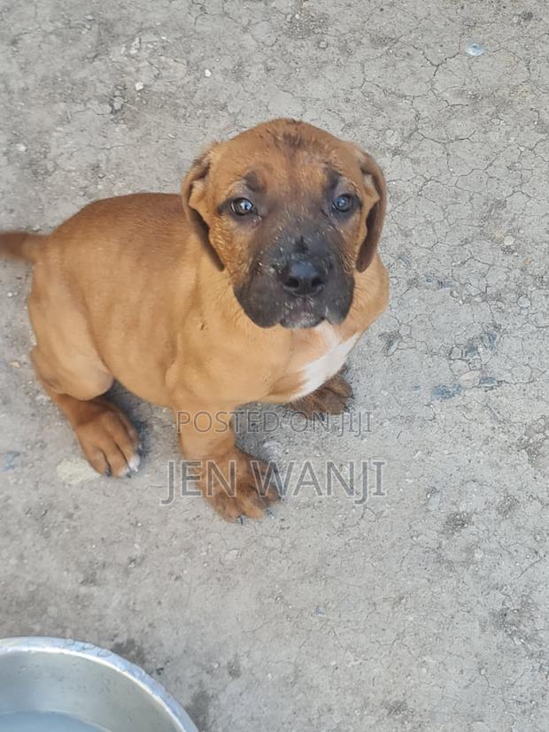 1-3 months Female Purebred Boerboel - thumbnail 2