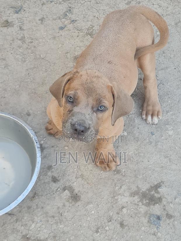 1-3 months Female Purebred Boerboel - thumbnail 3