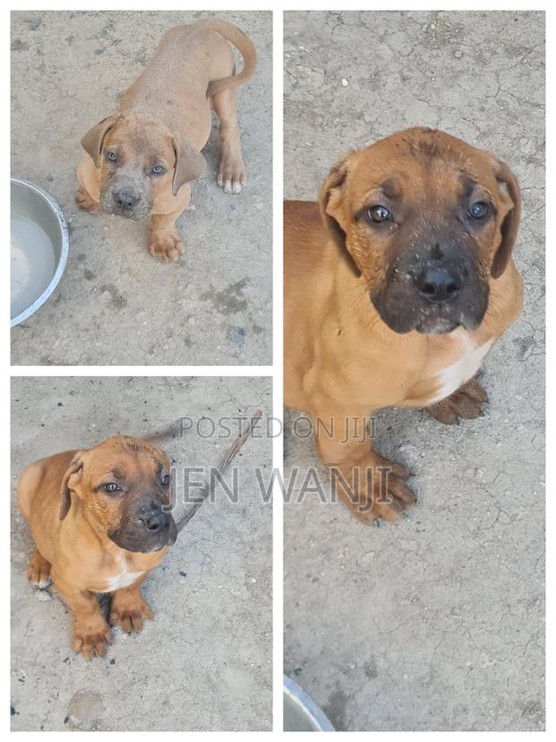 1-3 months Female Purebred Boerboel - thumbnail 4