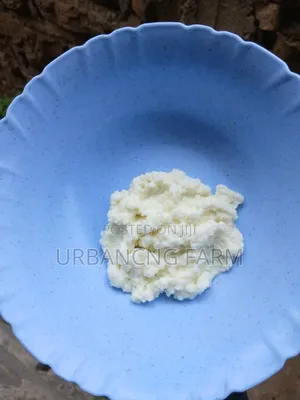 Kefir Milk Grains Fresh