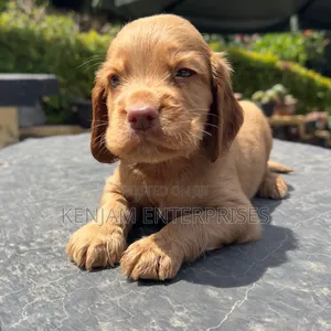 1-3 months Male Purebred Cocker Spaniel