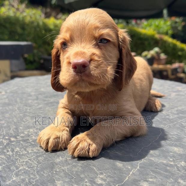 1-3 months Male Purebred Cocker Spaniel