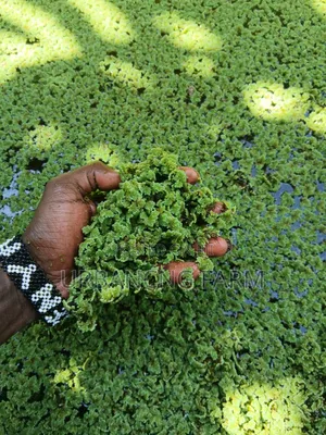 Azolla Seeds