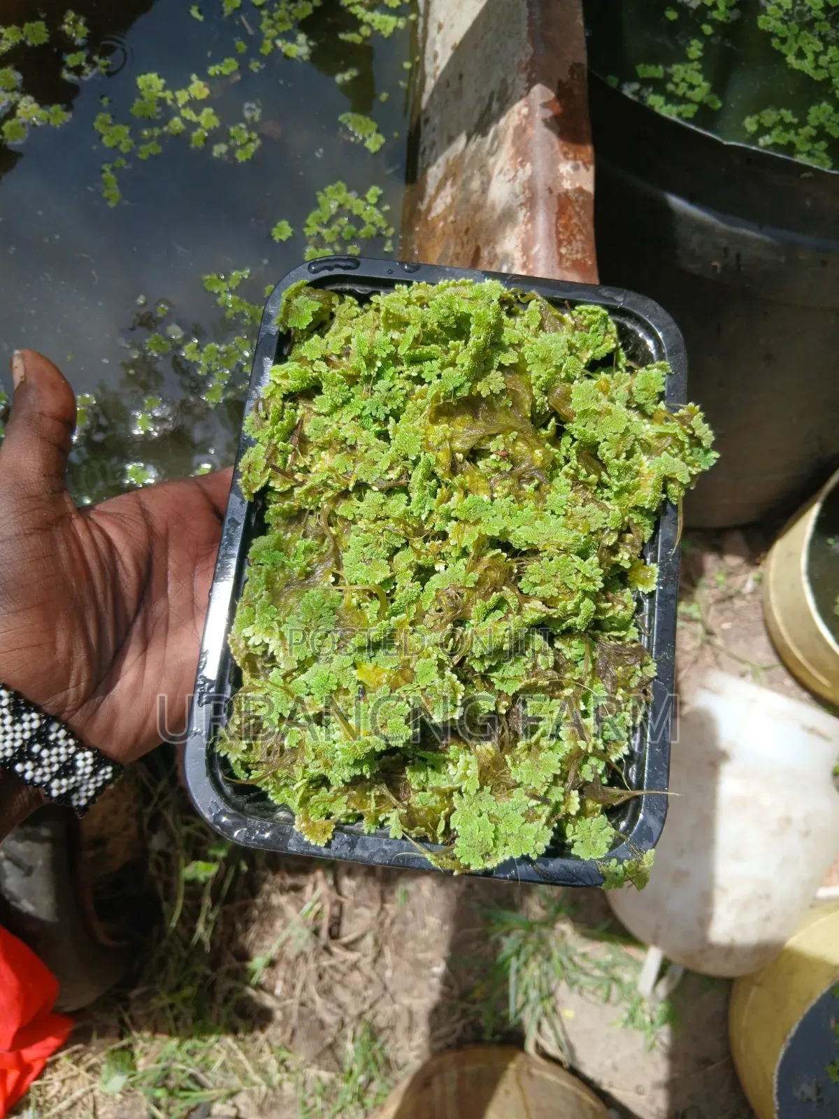 Azolla Seeds