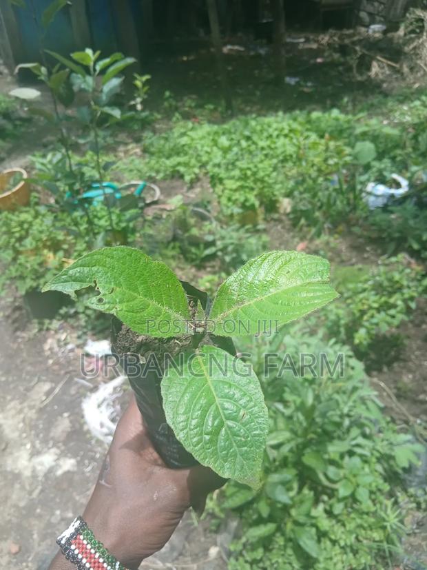 Trichanthera Seedlings Available - thumbnail 4