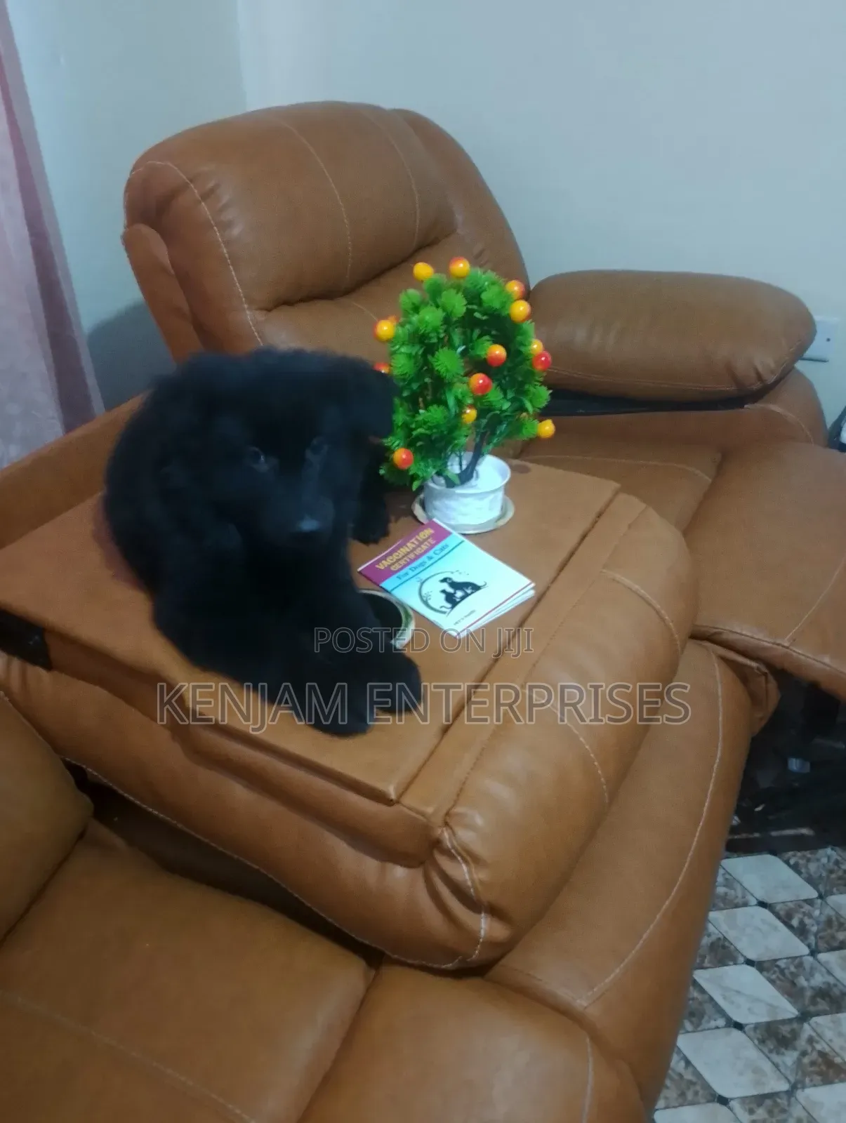 1-3 months Female Purebred German Shepherd