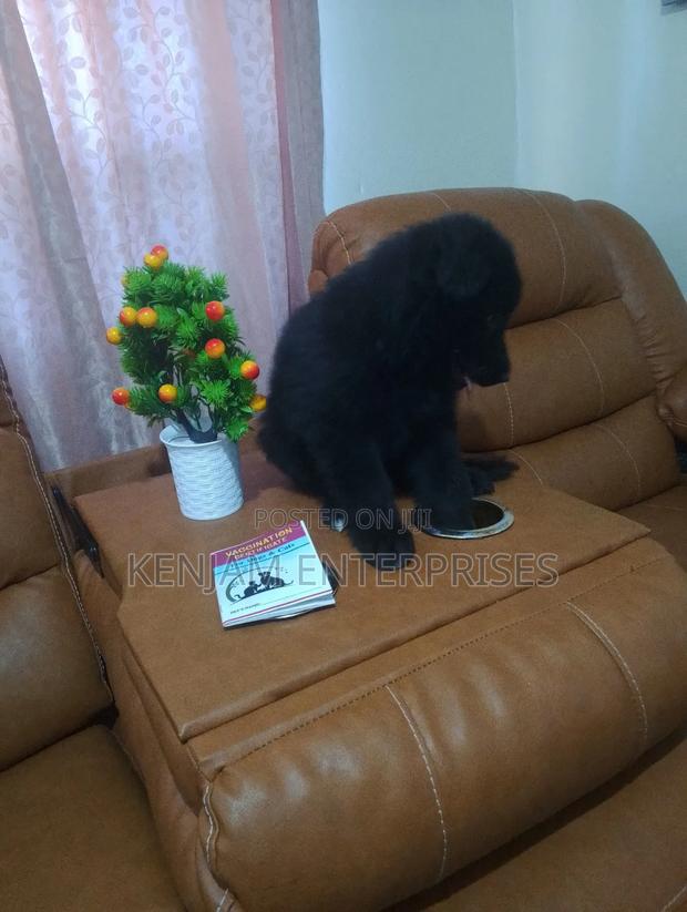 1-3 months Female Purebred German Shepherd - thumbnail 2
