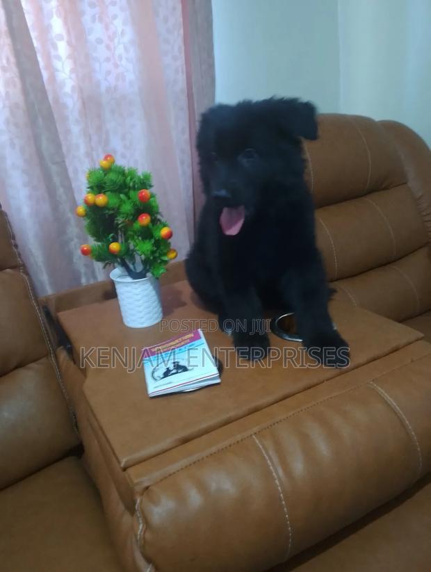 1-3 months Male Purebred German Shepherd