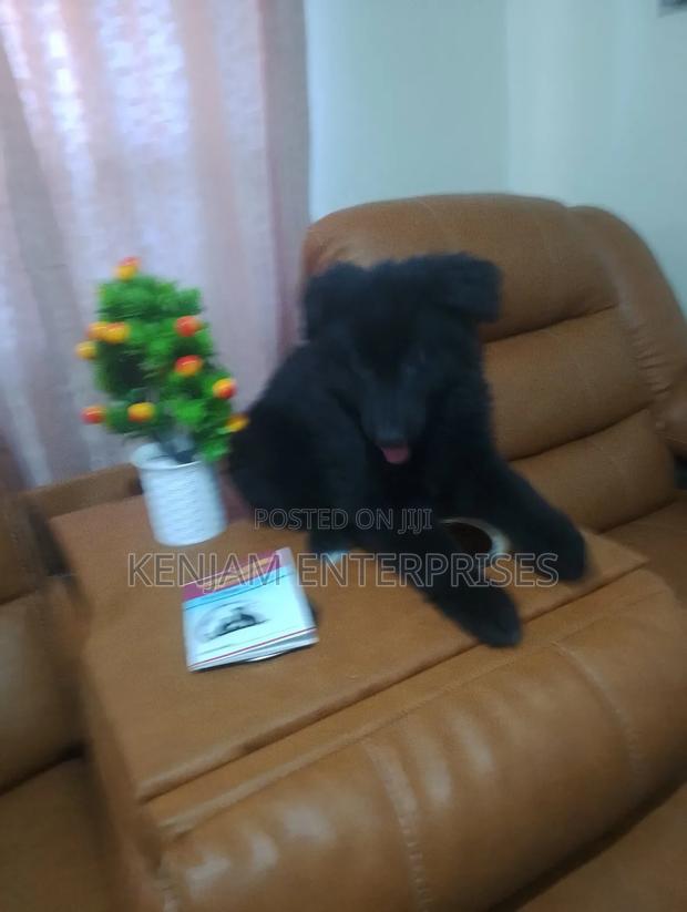 1-3 months Female Purebred German Shepherd - thumbnail 2