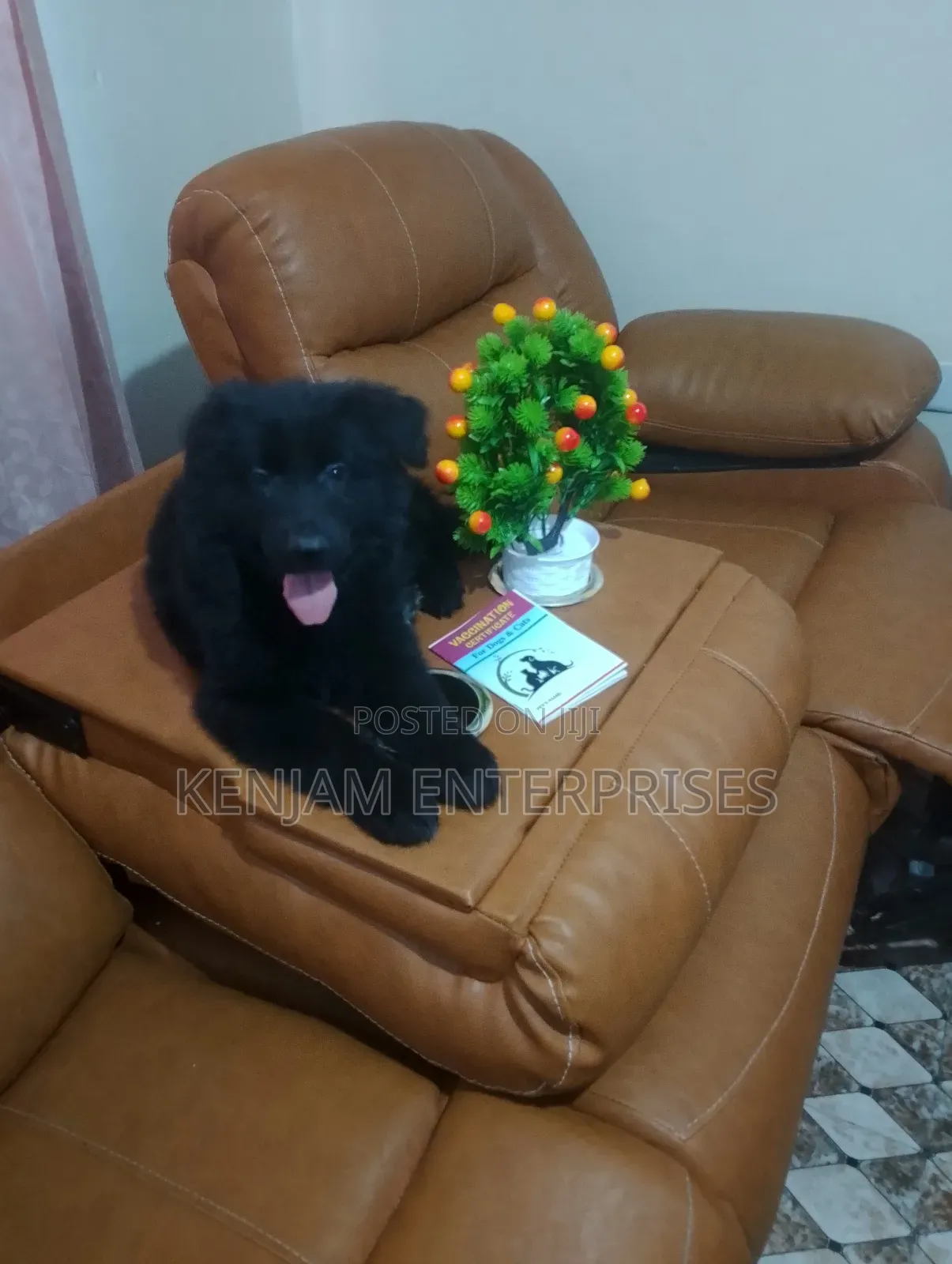 1-3 months Female Purebred German Shepherd