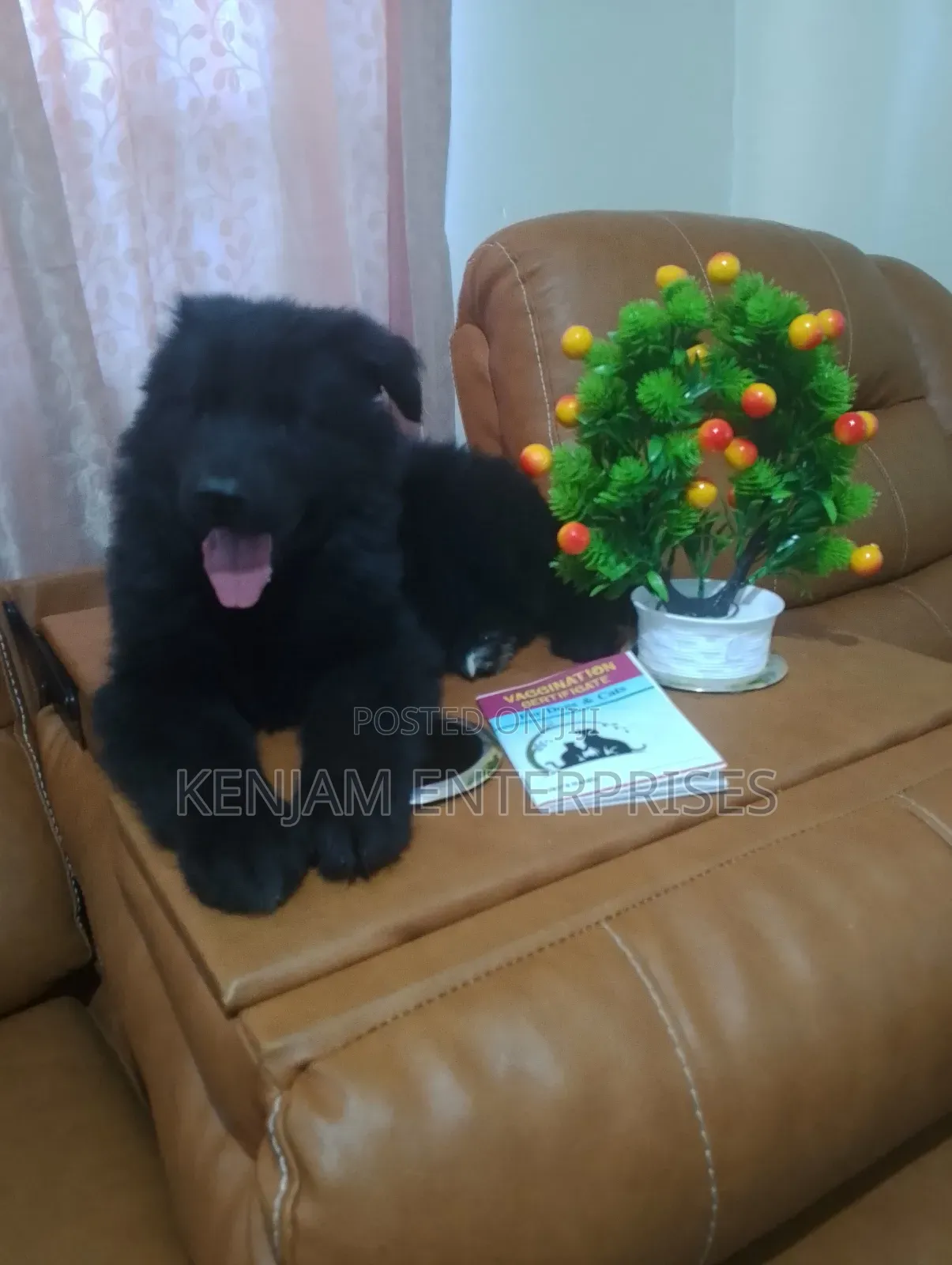 1-3 months Male Purebred German Shepherd