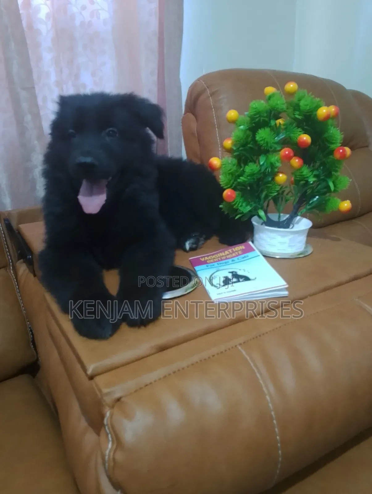 1-3 months Male Purebred German Shepherd