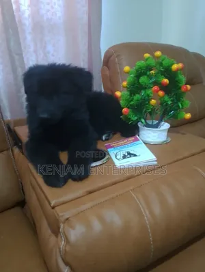 1-3 months Male Purebred German Shepherd