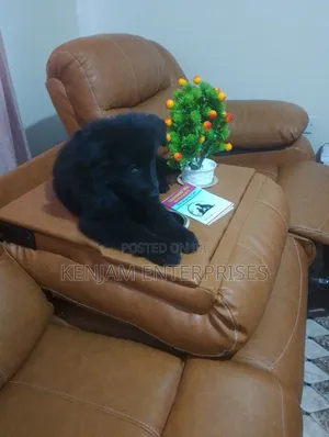 1-3 months Male Purebred German Shepherd