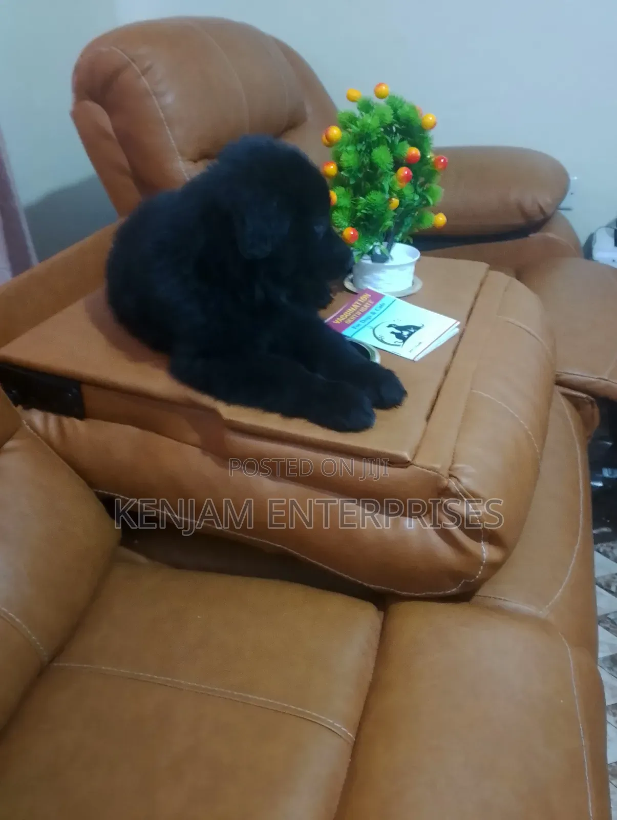 1-3 months Male Purebred German Shepherd