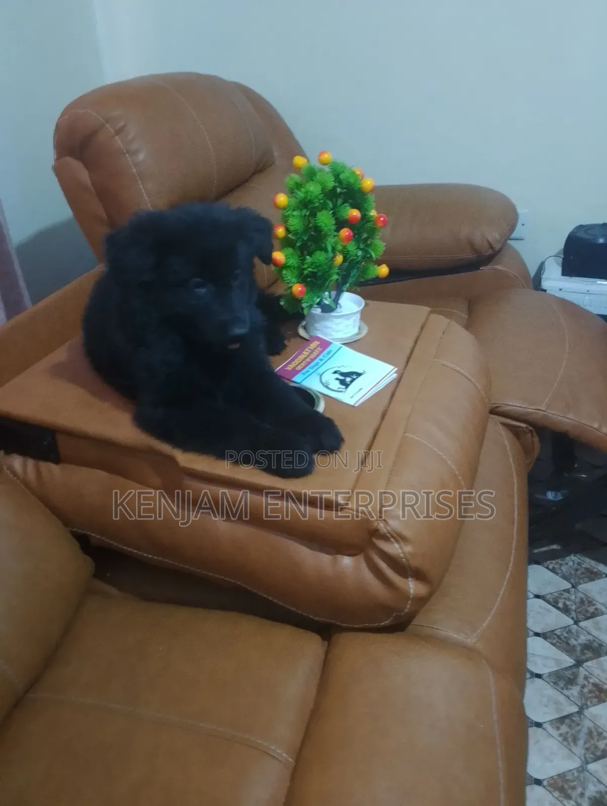 1-3 months Male Purebred German Shepherd