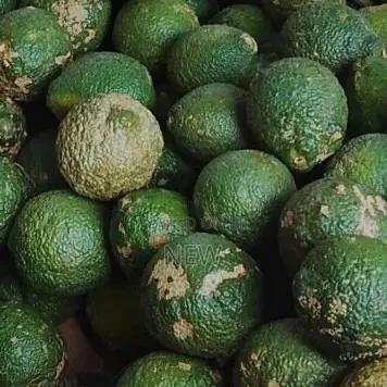 Lemon Fruit