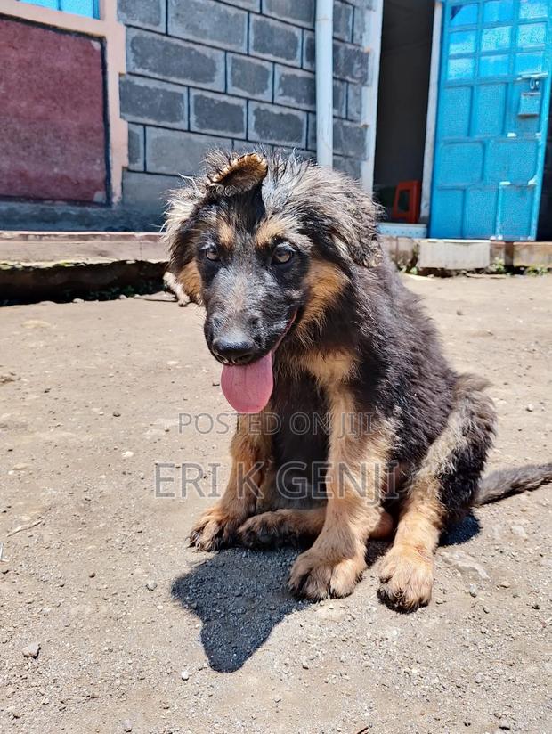 3-6 months Male Purebred German Shepherd - thumbnail 2