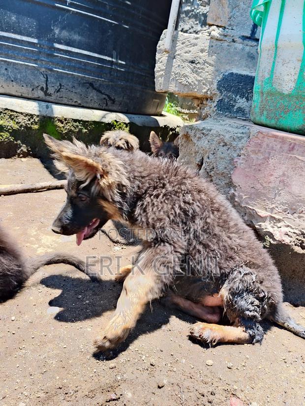 3-6 months Female Purebred German Shepherd
