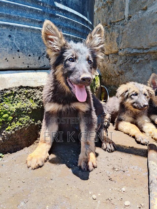 3-6 months Female Purebred German Shepherd - thumbnail 2