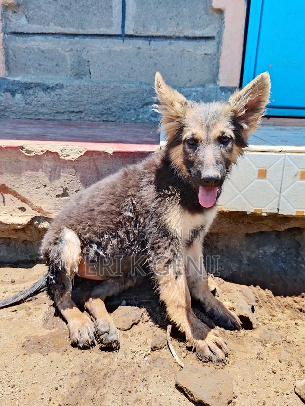3-6 months Female Purebred German Shepherd - thumbnail 3