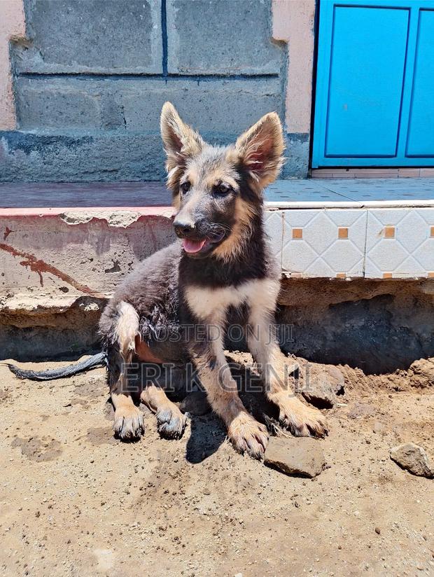3-6 months Female Purebred German Shepherd - thumbnail 4