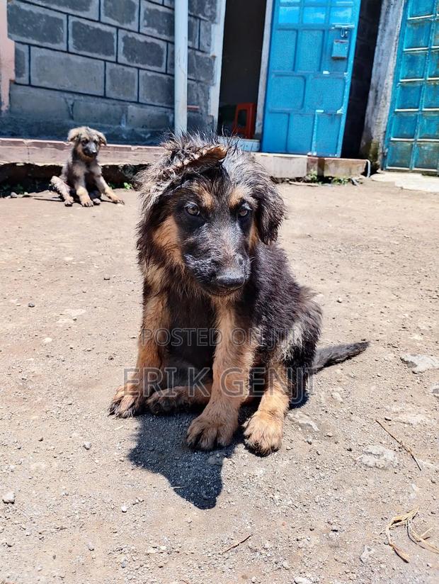 3-6 months Female Purebred German Shepherd - thumbnail 5