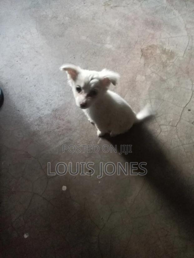 1-3 months Male Purebred Japanese Spitz