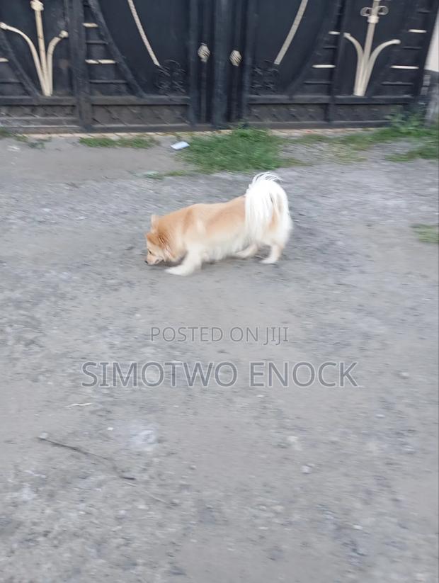 1+ year Female Purebred Japanese Spitz