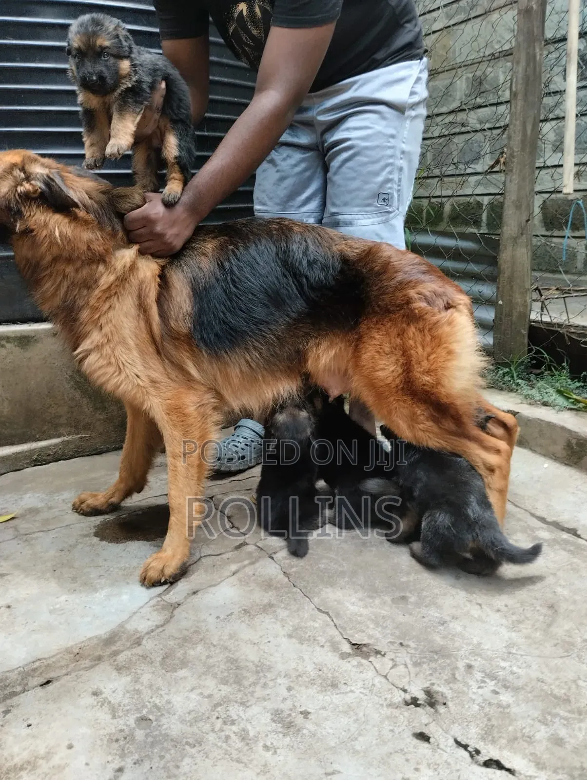 1-3 months Female Purebred German Shepherd