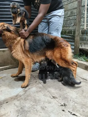 1-3 months Female Purebred German Shepherd