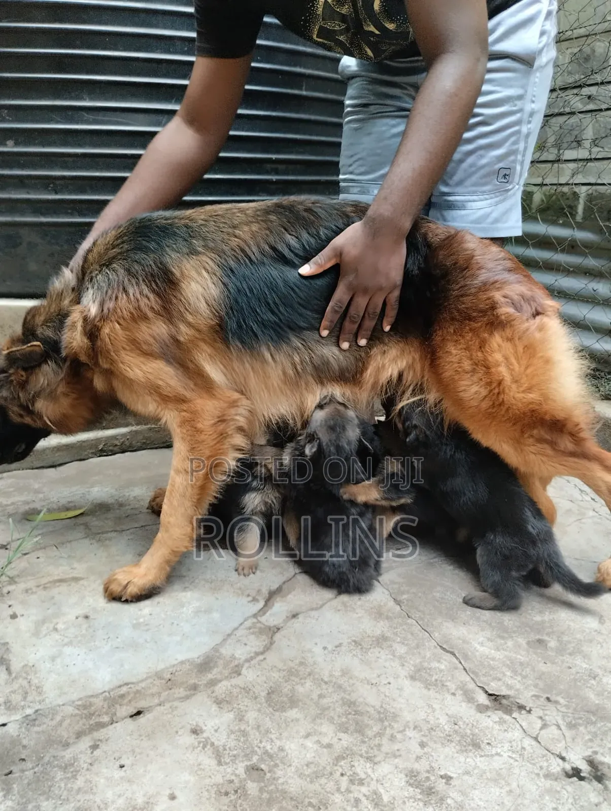 1-3 months Female Purebred German Shepherd