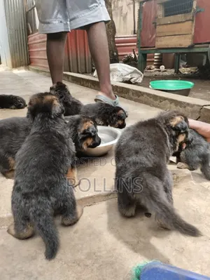 1-3 months Female Purebred German Shepherd