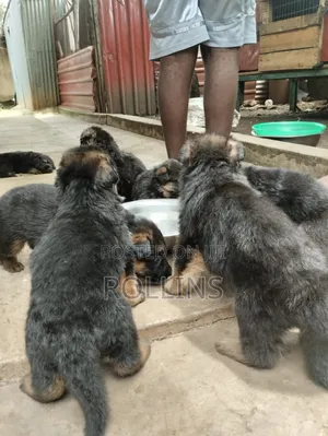 1-3 months Female Purebred German Shepherd