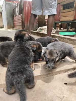1-3 months Female Purebred German Shepherd