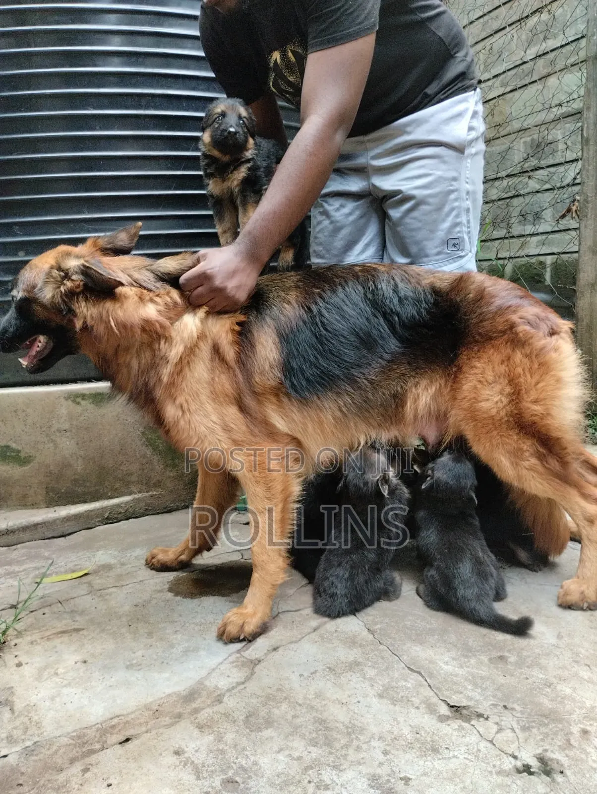 1-3 months Female Purebred German Shepherd
