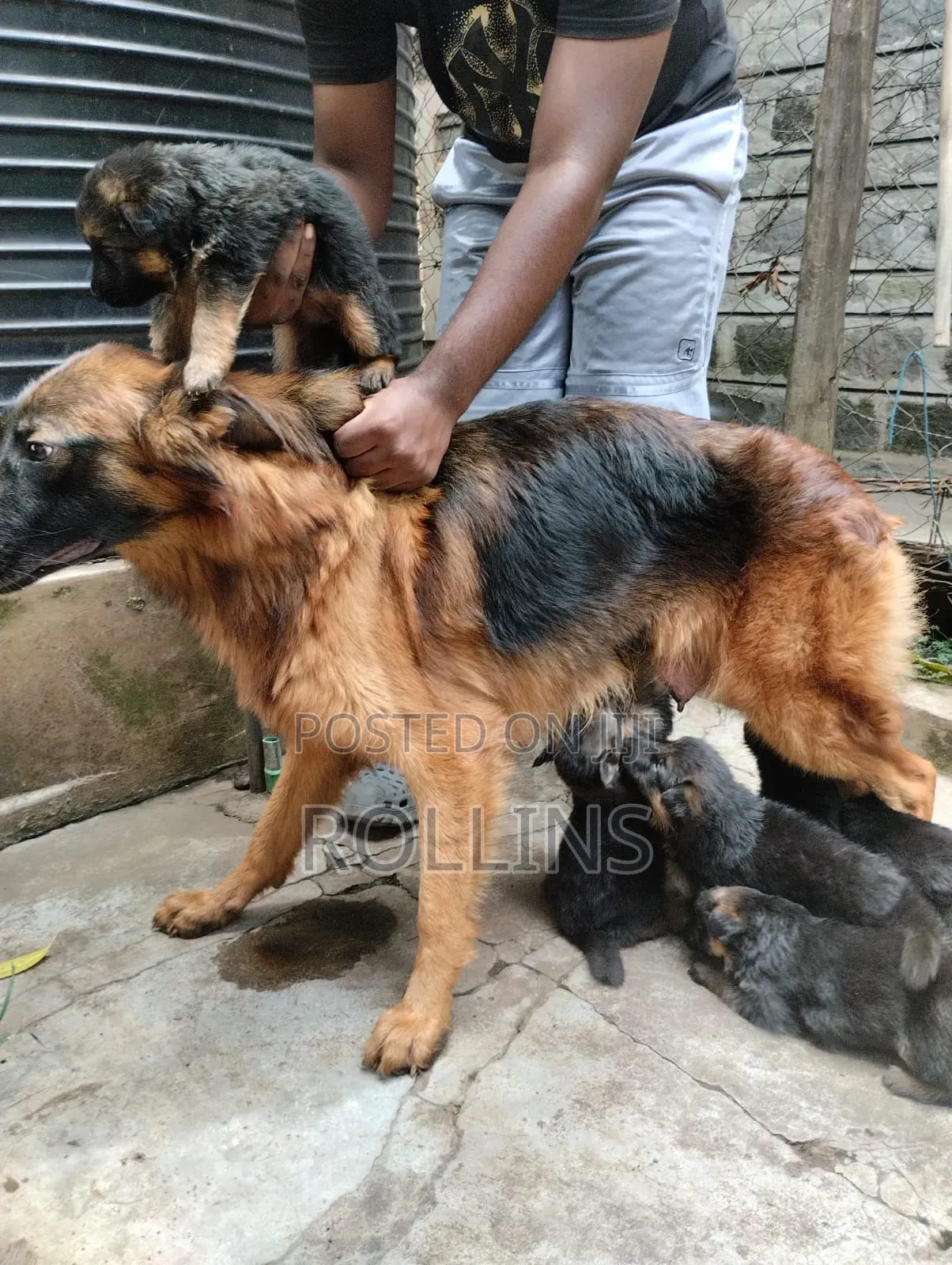 1-3 months Female Purebred German Shepherd